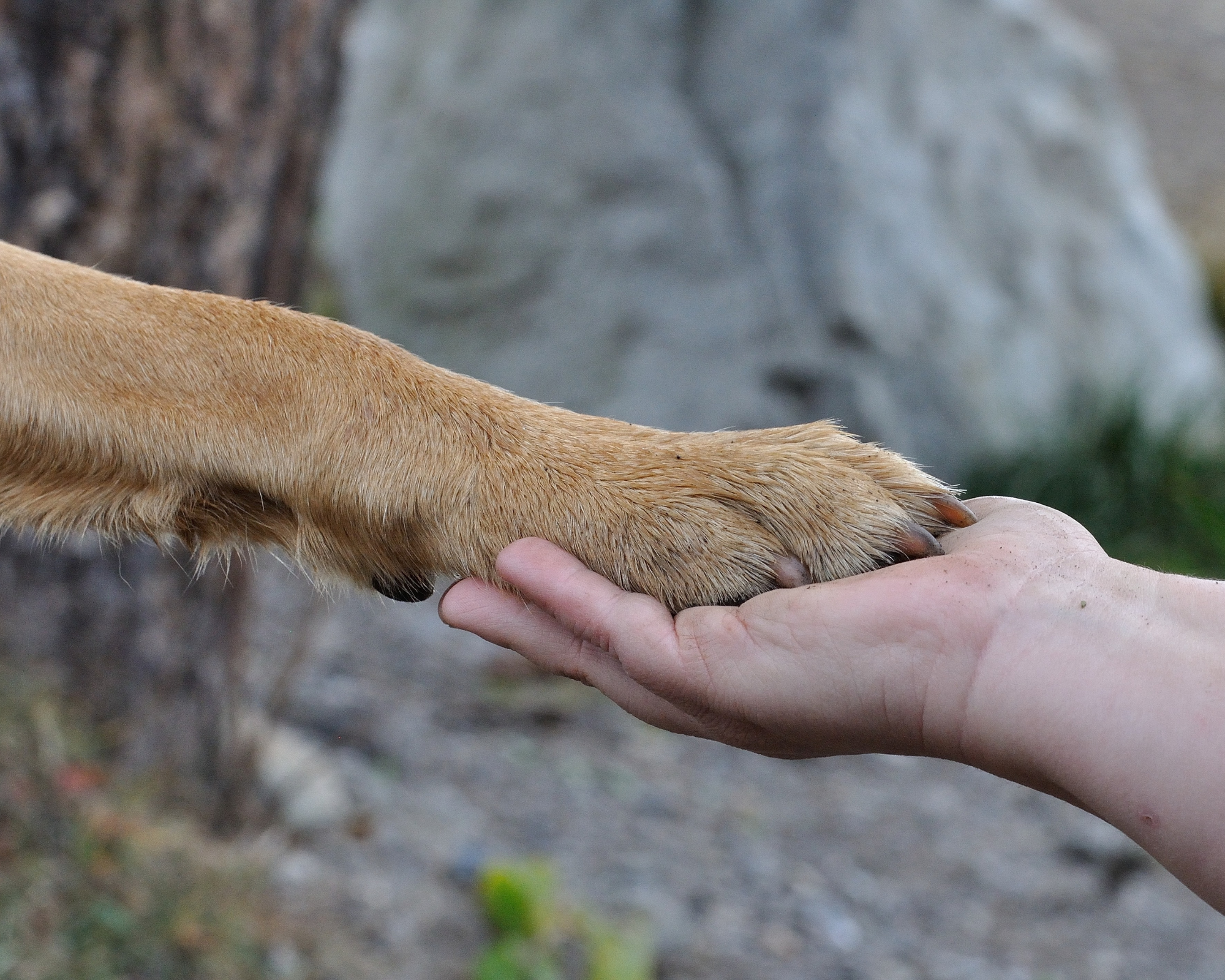 🐱ペットの気持ち🐶鑑定